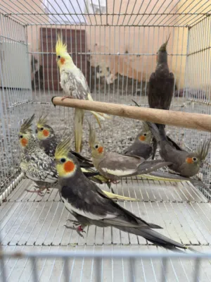 كوكاتيل طيور اكثرهم مايعضو