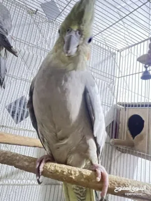 طيور كوكتيل أبيعهن شلع