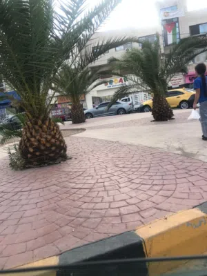 قص الاشجار وتقطيع الاشجار وتقليم الاشجار وتنسيق الحدائق