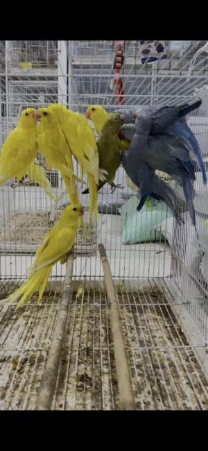 طيور منتجه وجاهزه للانتاج