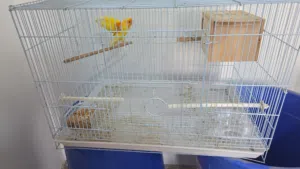 زوج لافبيرد وزوجين زيبرا منتجين