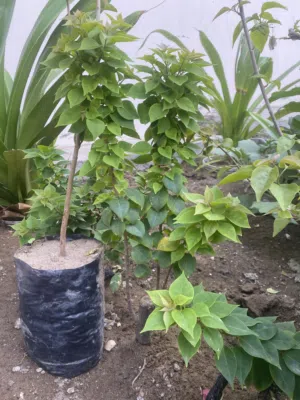 جهنميه عماني اوتشايني مع الفخار ارتفاعها  متر