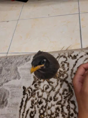 myna bird fully trained and tamd