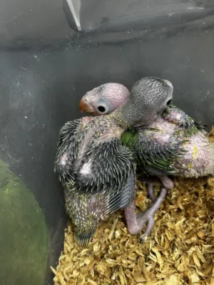 فروخ بيابي متو هندي انتاج البحرين حجم حلو لحق علييه لايروح عليك