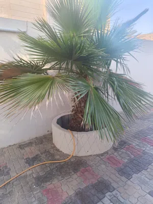 عدد 2 شجره واشنطن للبيع طول حسب صوره الواضحه. علي المشتري قلع شجره ونقلها