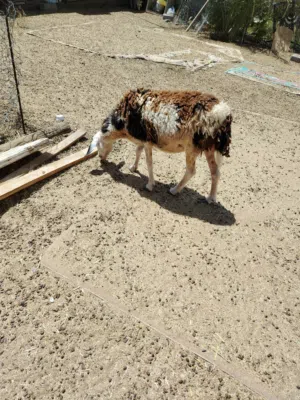 جاعدة محلية