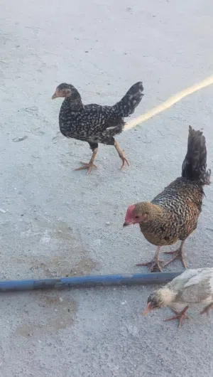 فراخ عمر 3 اشهر