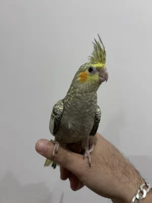 للبيع كوكتيل اليف عمر شهرين