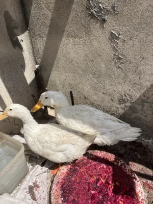 بط انثى و ذكر
