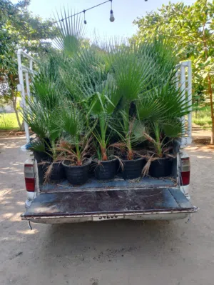 واشنطنوانيا للبيع