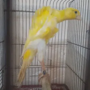 بيع شراء