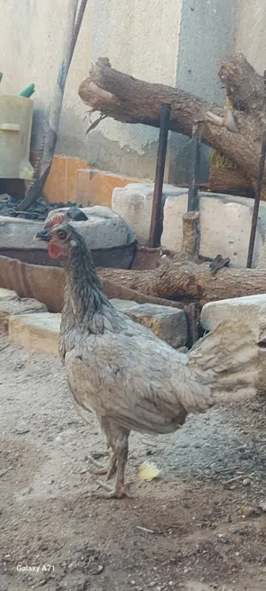 دجاج رصاصي عربي للبيع