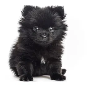 كلب بومرينيان اسود لعوب وشاطر