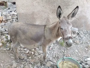 Donkeys1