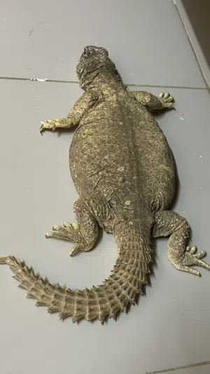 ضب للبيع حجمه كبير