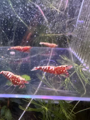 Galaxy Fishbone Pinto