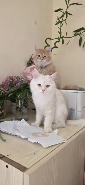Persian Male And female Cat