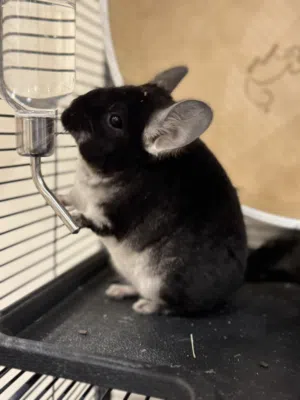 شانشيلا شنشيلا chinchilla