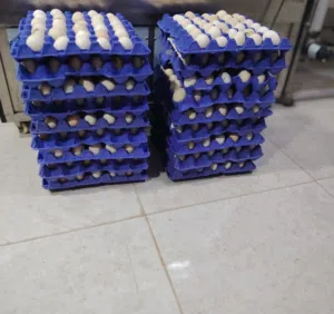 Eggs for sale