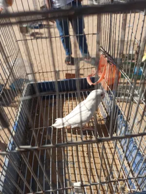 دكر بركديلو
