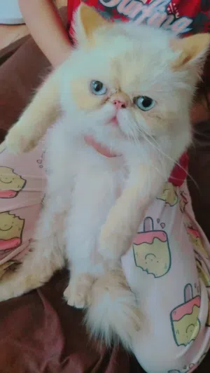 هملايا اورنج