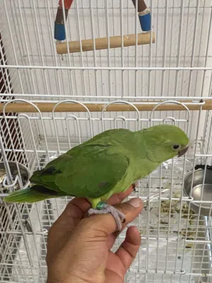 فرخ ببغاء الذرة عمره تقريباً شهرين صحة الله يبارك