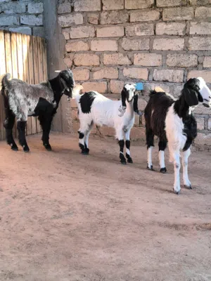 عنز والده جدي وعناق السن تنية (سنين)