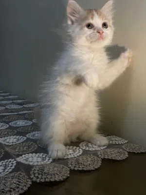 Persian max