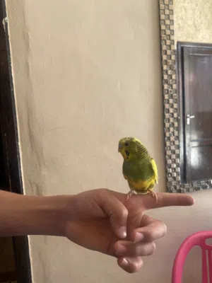 فحل الحب أليف
