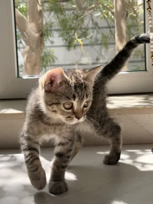 British shorthair 40RO