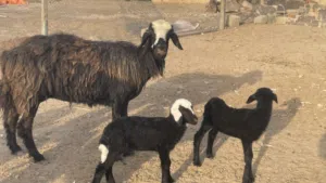 جاعده نجديه ماشاءالله تبارك الله فول سمنههه