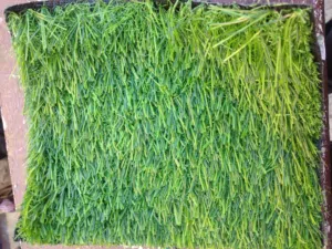 عشب صناعي (نجيله )