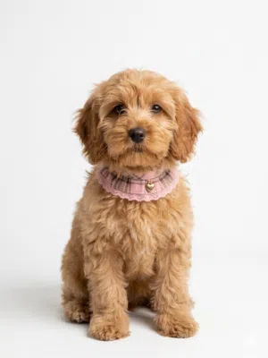 Cockapoo puppies