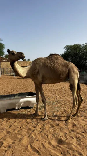 (ماشاءالله) (ناقه) للبيع سلاله طيبه—————————-