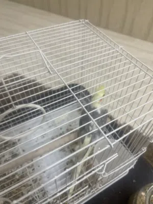 طير كروان ربوه  ويغرد و ذكر ومقصوص جناحه