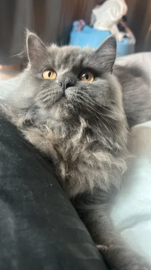 Persian-short hair mix female 10 months