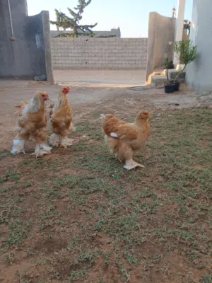 2ديوك1عتوقه ليموني