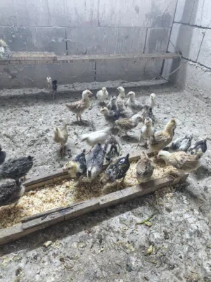 فراخ العمر شهر كويتي مكثل ابيع شلع عدد 15زوج
