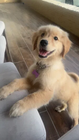 3 months golden retriever  ثلاث شهور قولدن رتريفر