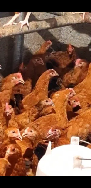 عرض موسم وصول دفعة دواجن كولمبي ا حمر بيور نوادرمميز بحجمه إنتاج وفير للبيض يستهلك علف قليل سعر2ريال