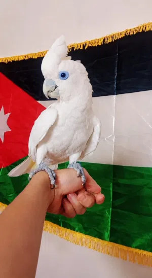 حبه كوكاتو بسم الله ما شاء الله