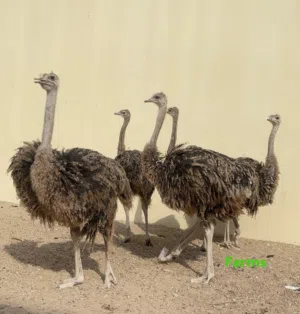 نعام عمر 6 شهور ونص أكثر من خمسين كيلو