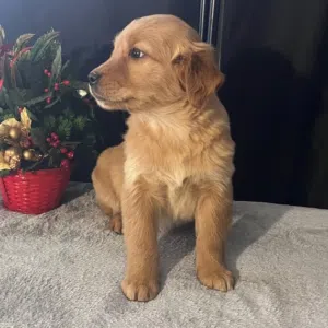 Golden Retriever Puppy