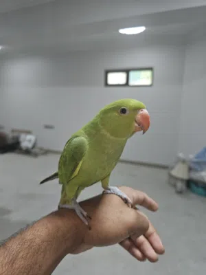 متوه اليف 28
