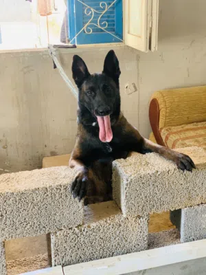 كلابه مينمو