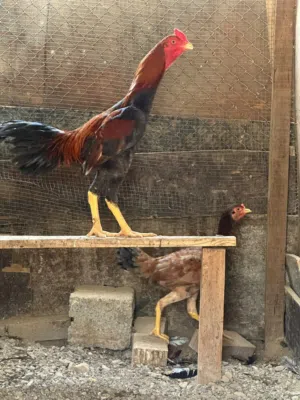 للبيع ديك ودجاجة سندي