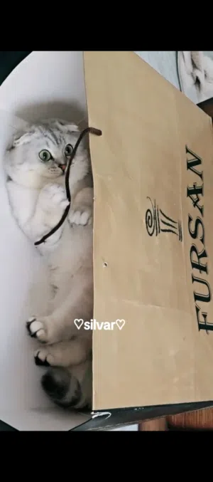 سكوتش فولد سلفر للتزاوج