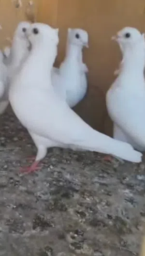 مطلوب 2 افحله ارافل الون ابيض اورده وكعكوله العده يتواصل وياي كون بسعر مناسب كون قريب علي كرمه علي.