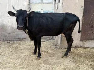 للبيع بقرة حليب