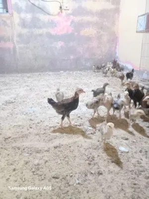 افراخ كويتي ودندراوي